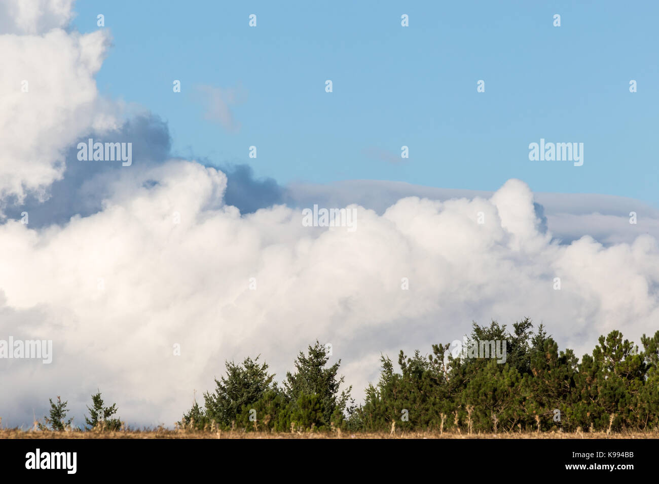 Groß und anscheinend kurz Wolken hinter einigen Bäumen in einem Wald Stockfoto