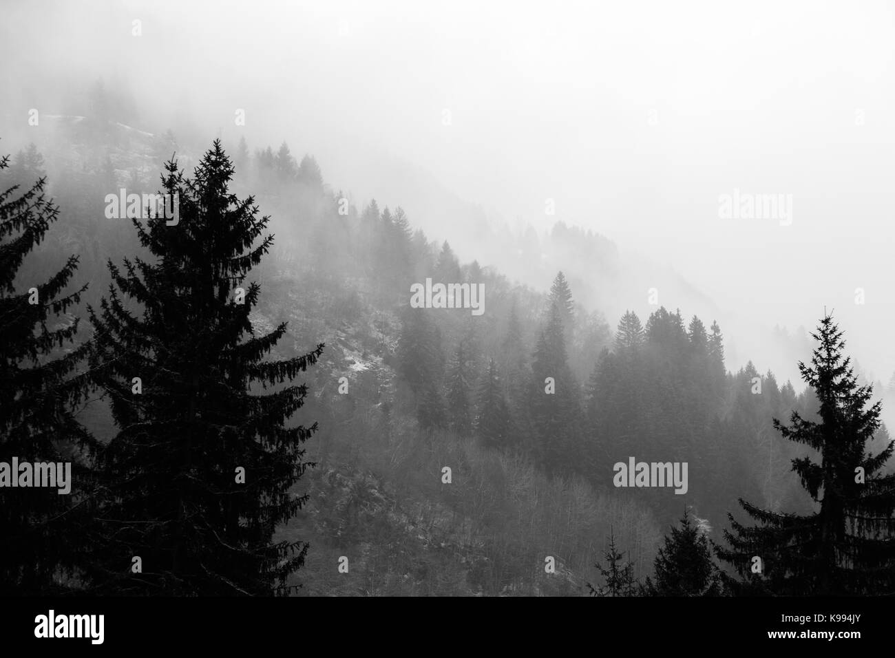 Verschiedene Schichten von Bäumen und Pflanzen an einem Berghang in der Mitte des Nebels Stockfoto