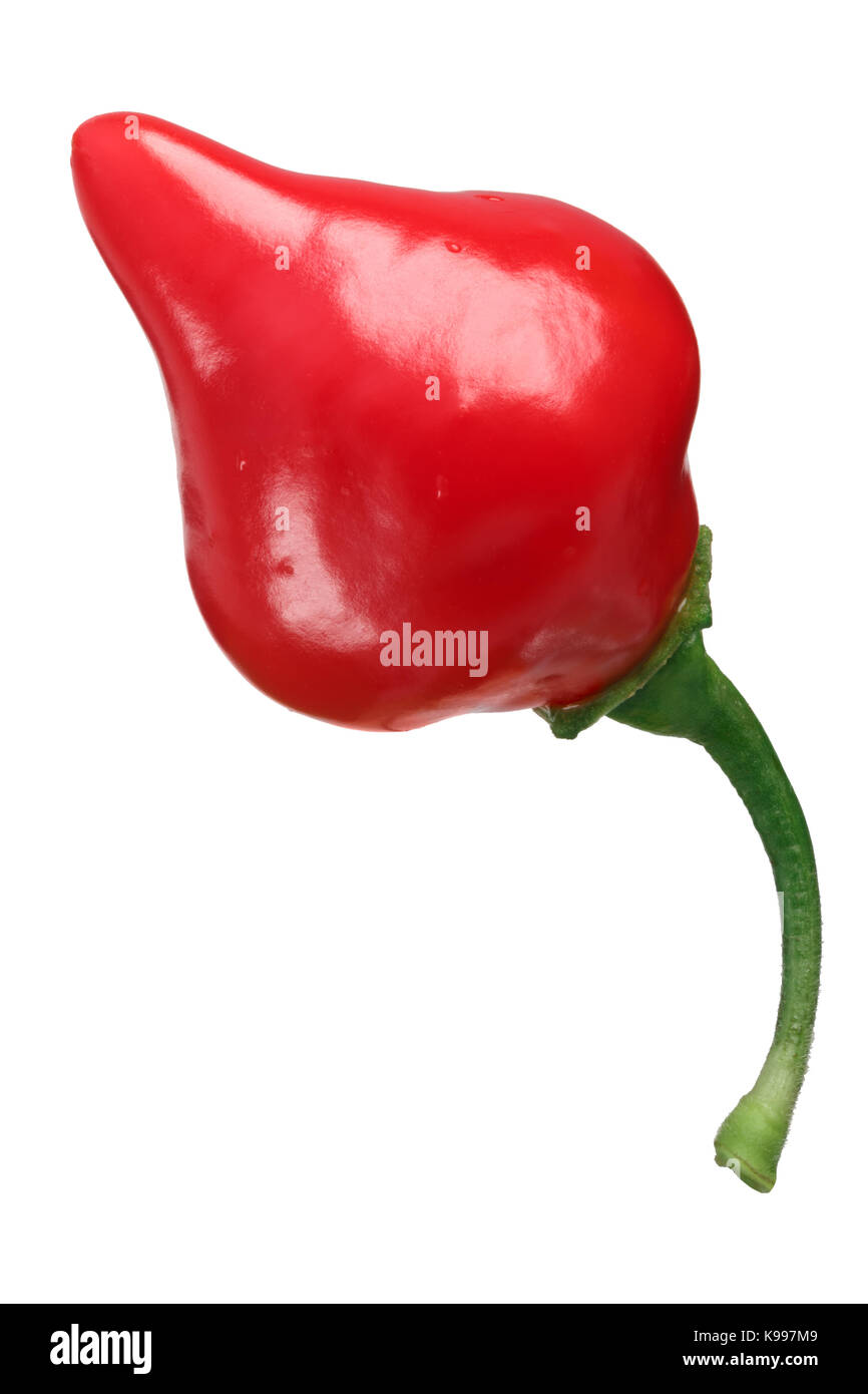 Chupetinho oder Biquinho Chile Pfeffer (Capsicum chinense), single Pod. Freistellungspfad Stockfoto