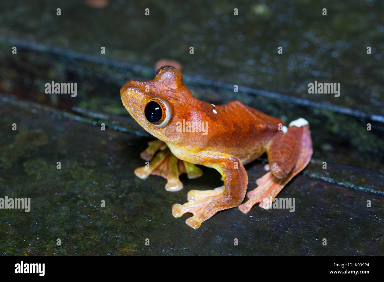 Harlekin Laubfrosch (Rhacophorus pardalis), kubah Nationalpark, Sarawak, Malaysia Stockfoto