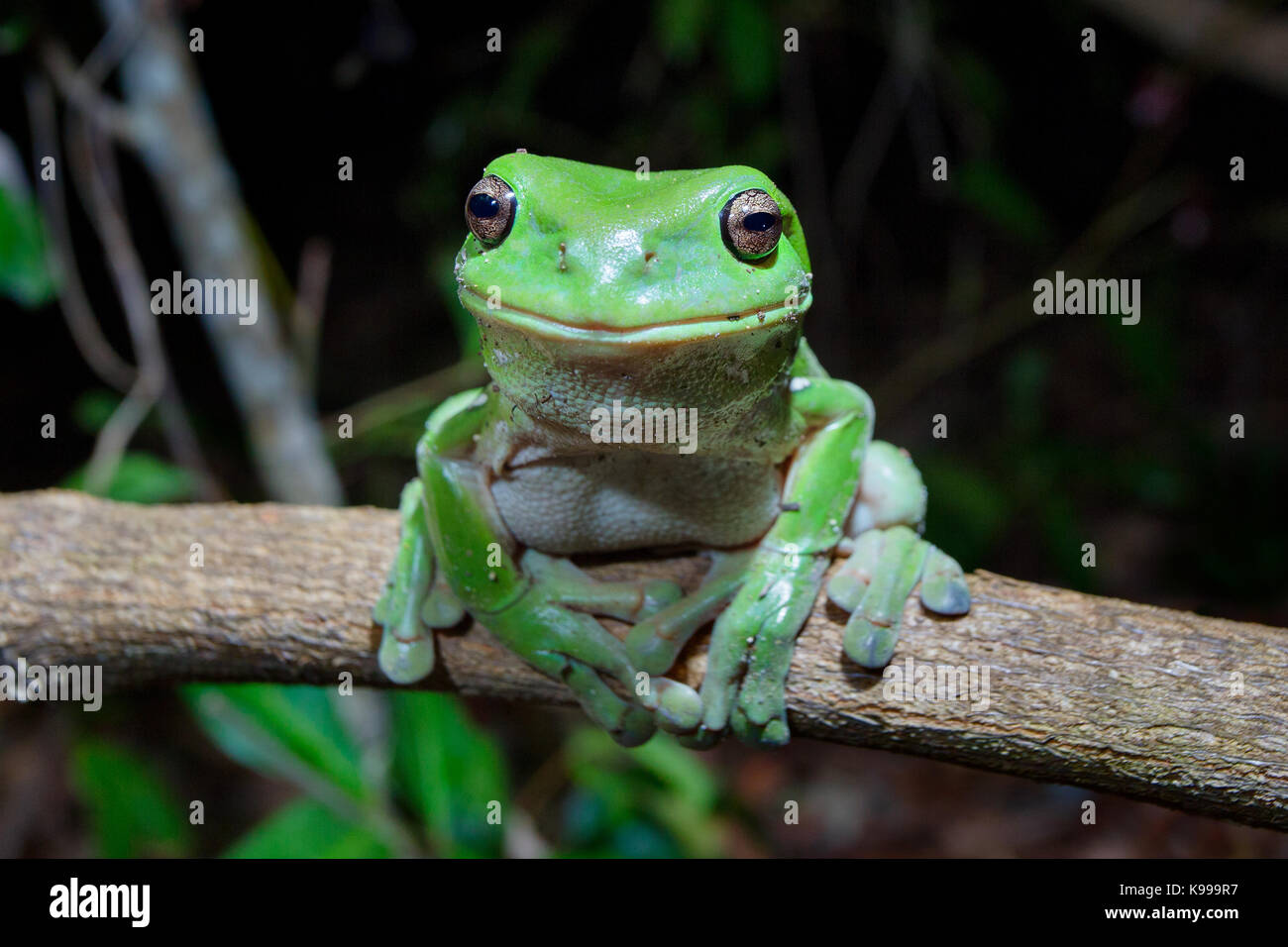 Australian Green Tree Frog (Litoria caerulea), Yuraygir National Park, NSW, Australien Stockfoto