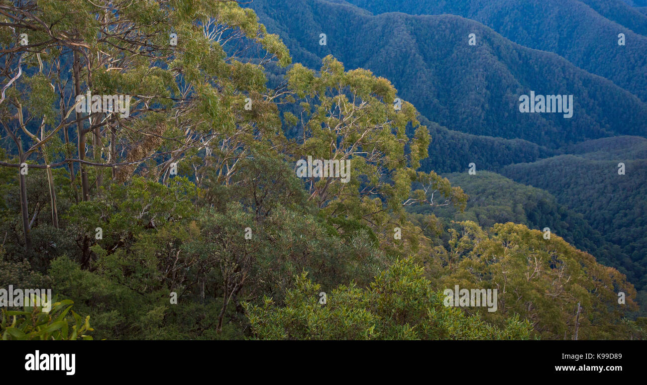 Blick auf den Wald und Hügel im Weltkulturerbe Wüste, New England National Park, NSW, Australien Stockfoto