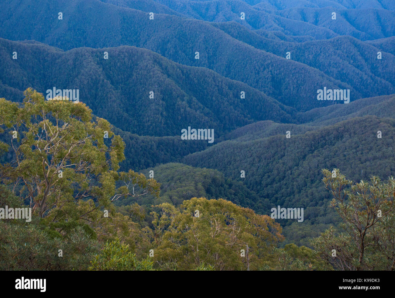 Blick auf den Wald und Hügel im Weltkulturerbe Wüste, New England National Park, NSW, Australien Stockfoto