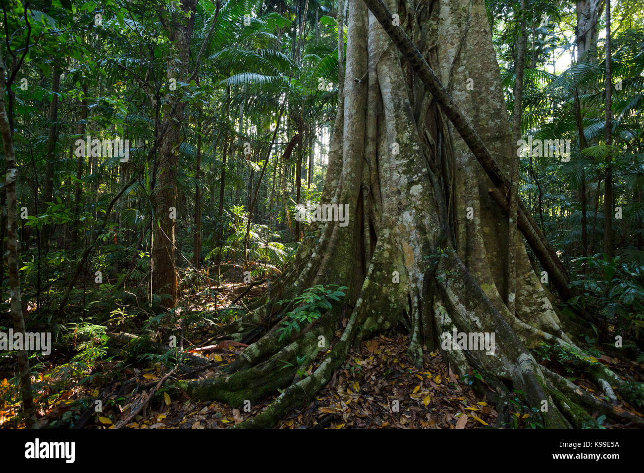 Würgefeige im subtropischen Regenwald, Yarriabinni National Park, NSW, Australien Stockfoto