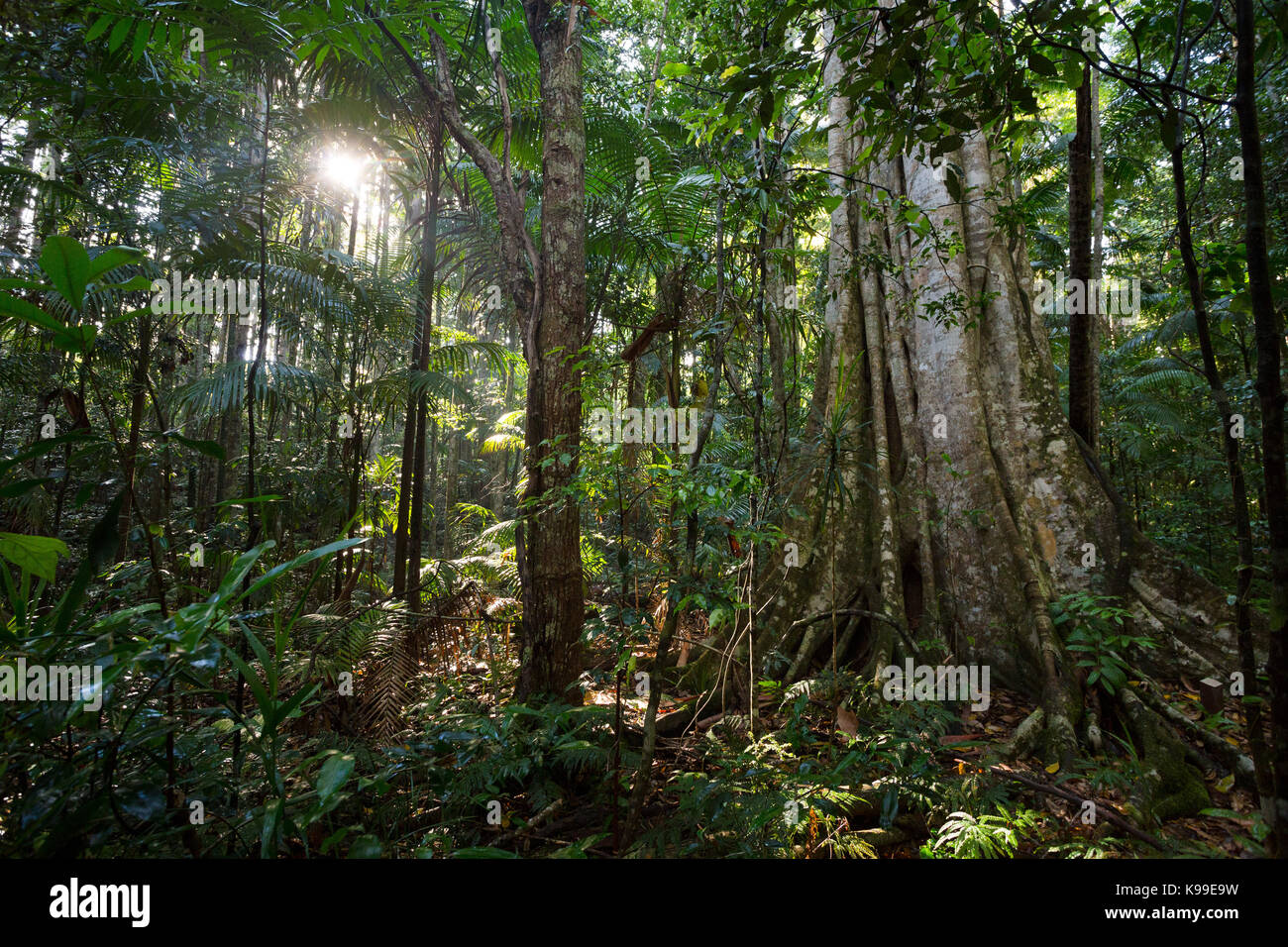 Würgefeige im subtropischen Regenwald, Yarriabinni National Park, NSW, Australien Stockfoto