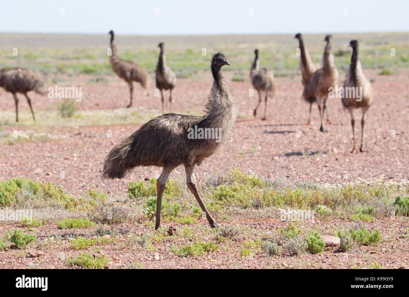 Emus (Dromaius novaehollandiae) im Outback NSW, Australien Stockfoto