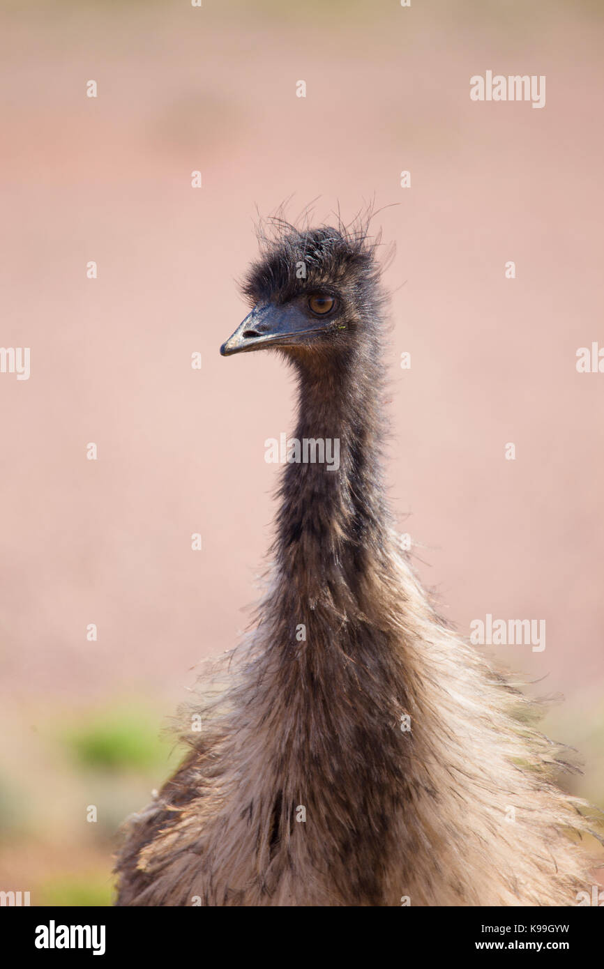 Emu (Dromaius novaehollandiae) im Outback NSW, Australien Stockfoto