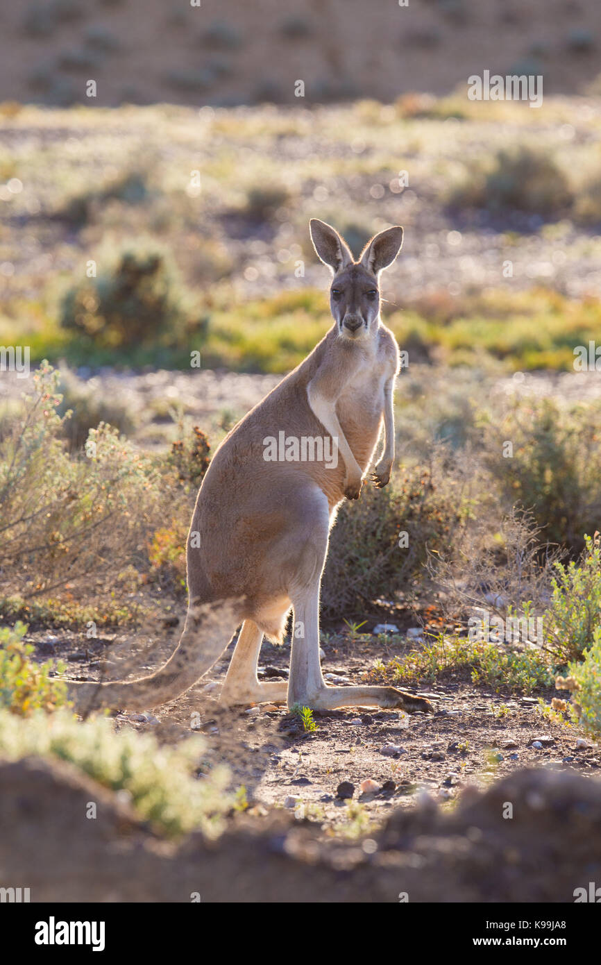 Weibliche rote Känguru (Macropus rufus), Sturt National Park, Outback NSW, Australien Stockfoto