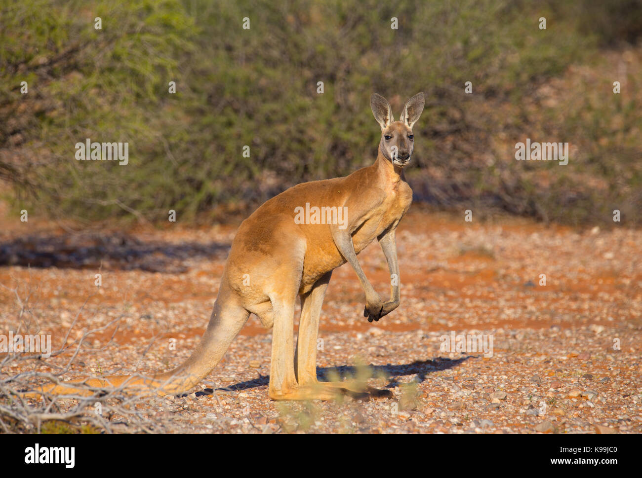 Männliche rote Känguru (Macropus rufus), Sturt National Park, Outback NSW, Australien Stockfoto