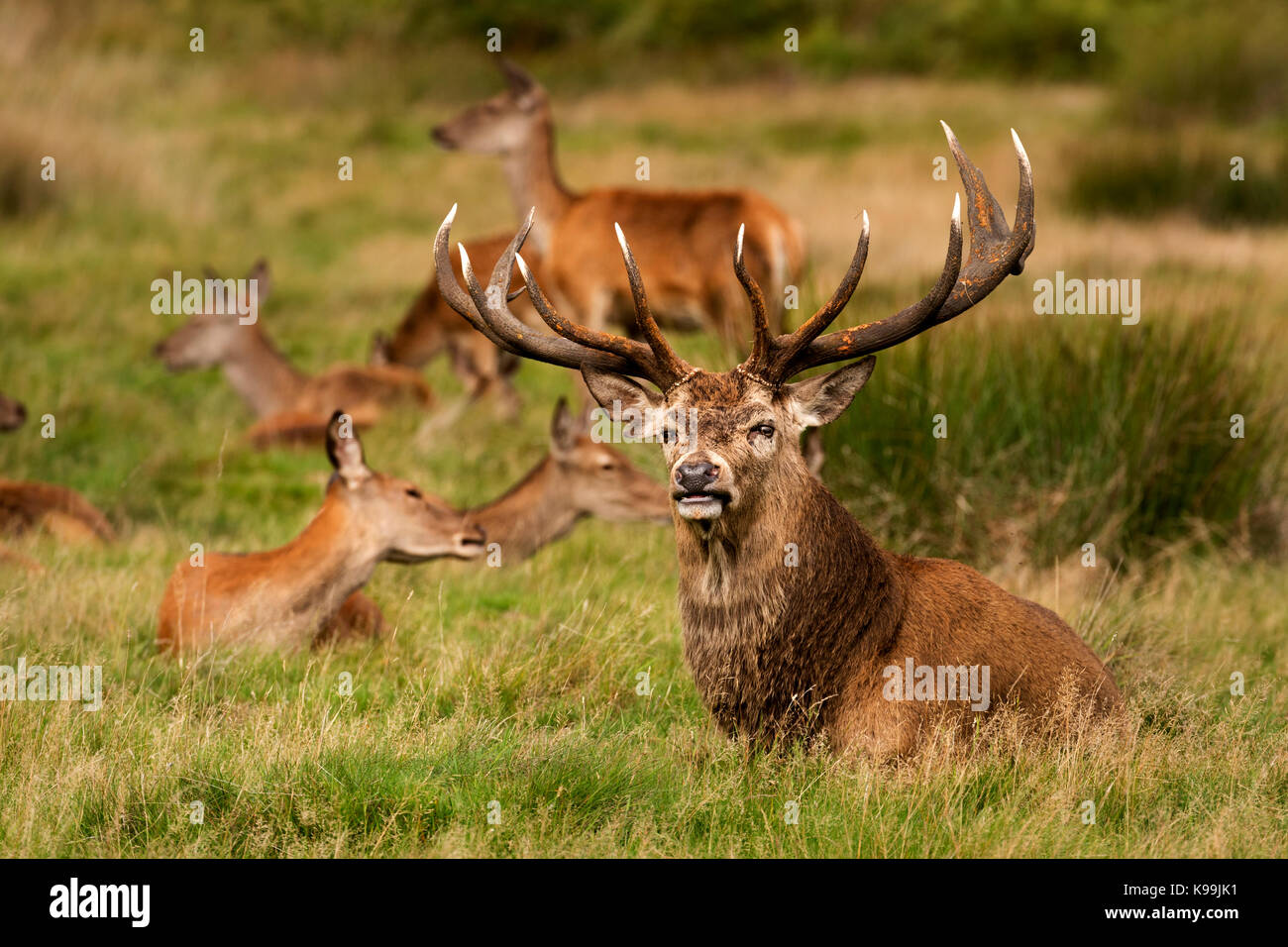 Rotwild im Richmond Park während der Brunft Stockfoto