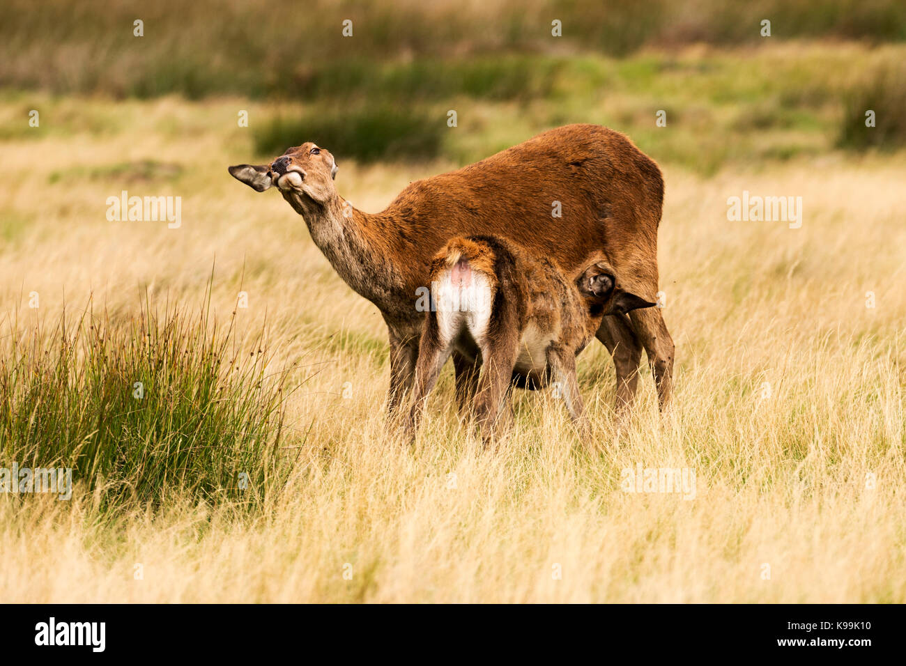 Rotwild im Richmond Park während der Brunft Stockfoto