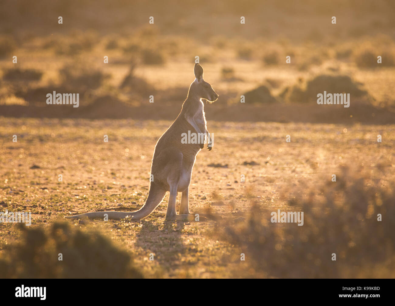 Heimisches Australisches Tier Stockfotos und -bilder Kaufen - Alamy