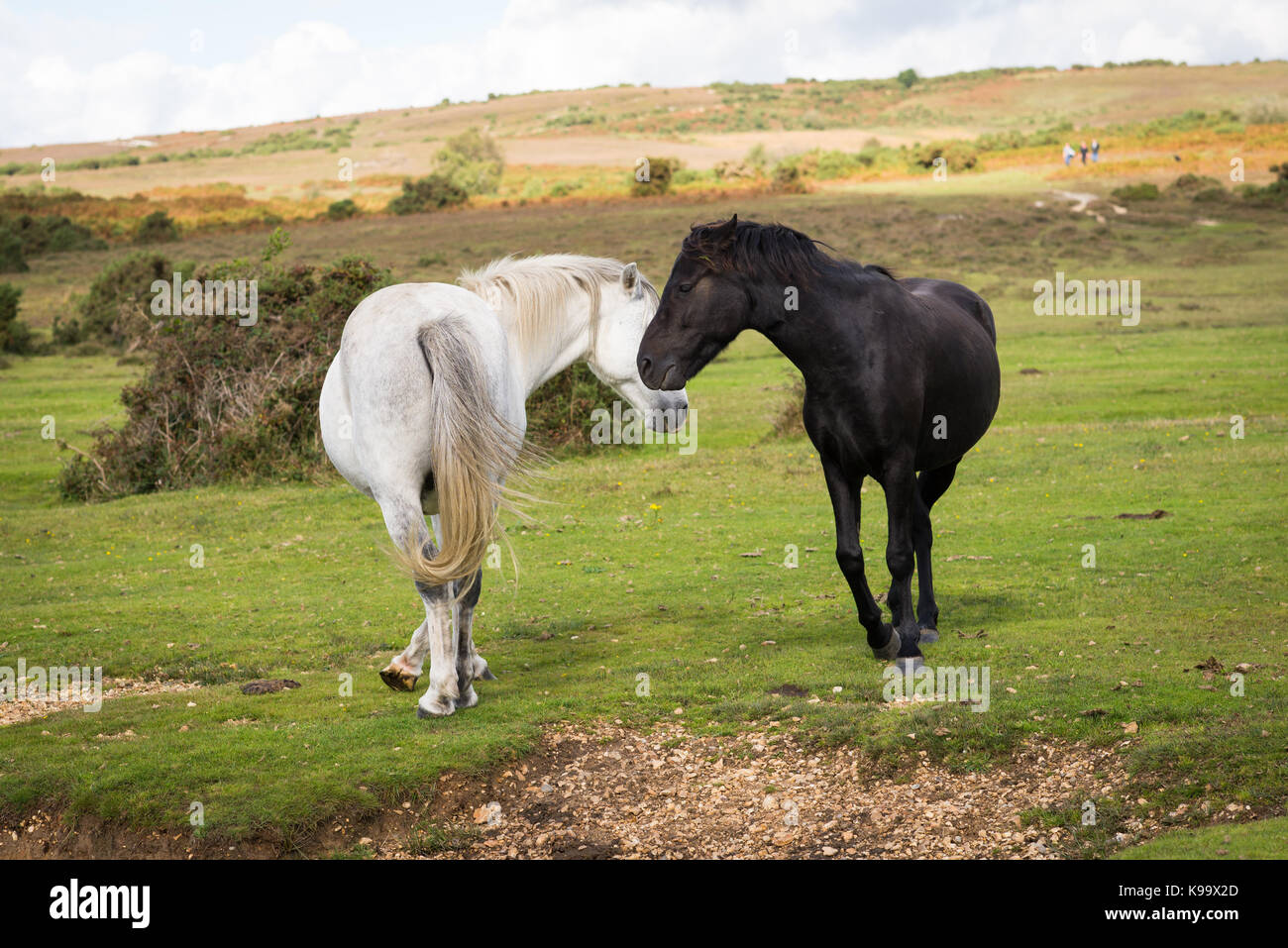 Zwei New Forest Ponys, schwarz und weiß, in einem Paarungstanz, Ogdens, Frogham, New Forest, Hampshire, September. Stockfoto