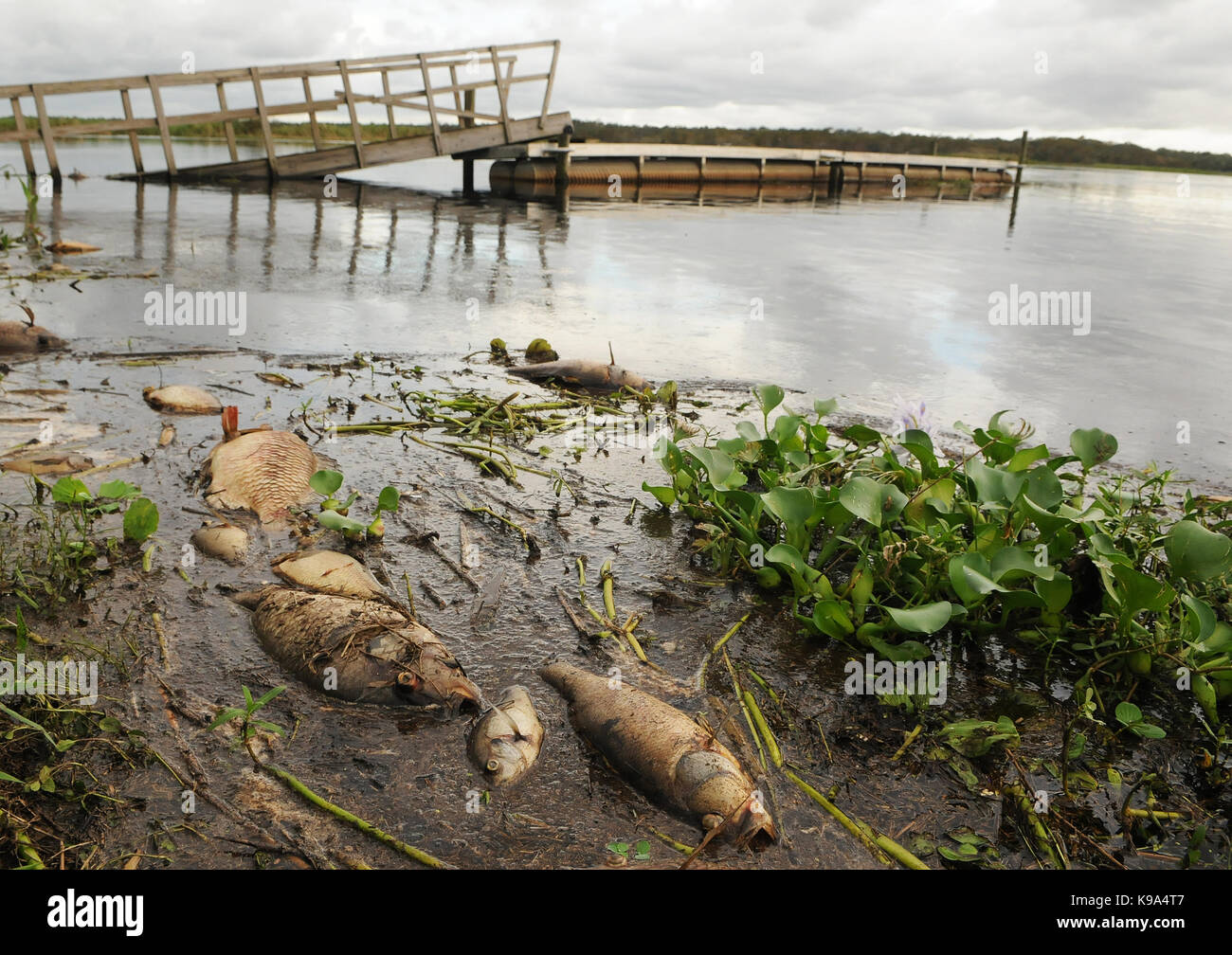 Genf, United States. 22 Sep, 2017. September 22, 2017 - Genf, Florida, United States - Tote Fische, vor allem Tilapia, sind am 22. September gesehen, 2017 in den Gewässern rund um die Jolly Gator Fish Camp Bar und Grill am St. John's River in Genf, Florida. Hurricane Irma hat eine große Fische töten während des Zustandes von Florida als Fische ersticken aus abgereichertem Sauerstoffgehalt im Wasser verursacht. Credit: Paul Hennessy/Alamy leben Nachrichten Stockfoto