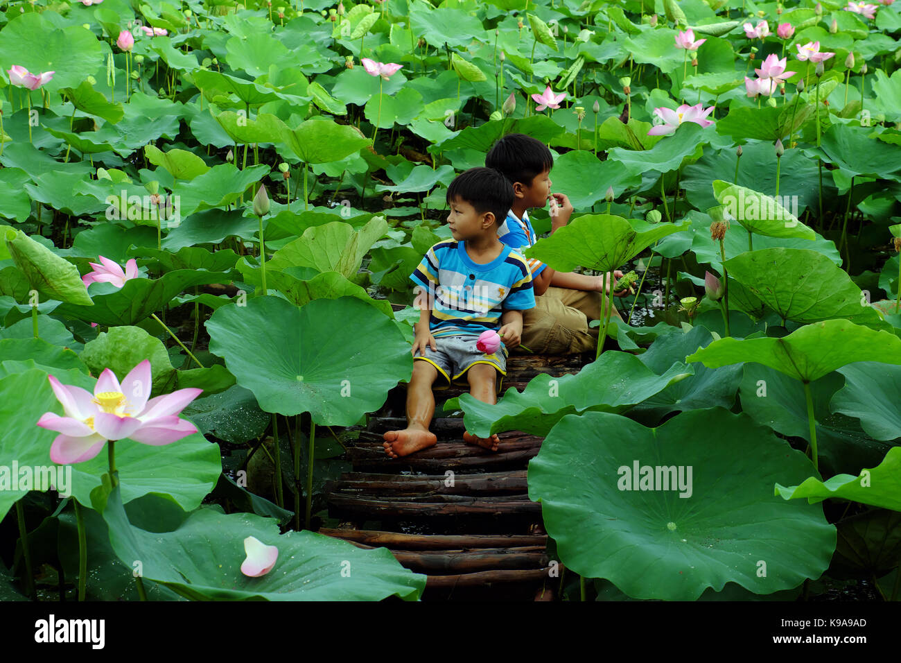 Asiatische Kinder sitzen auf kleinen Brücke, zusammen im Lotus Teich spielen, zwei Bruder mit Aktivitäten im Freien im Sommer glücklich, Mekong Delta, Vietnam Stockfoto