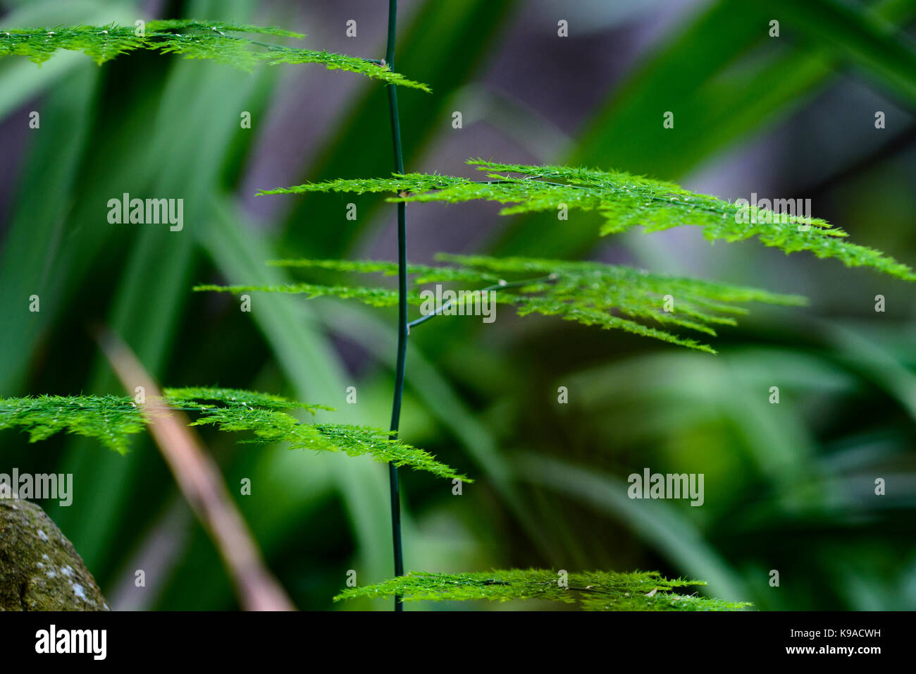 Grün und die Platte Blätter von Bush im Botanischen Garten Stockfoto