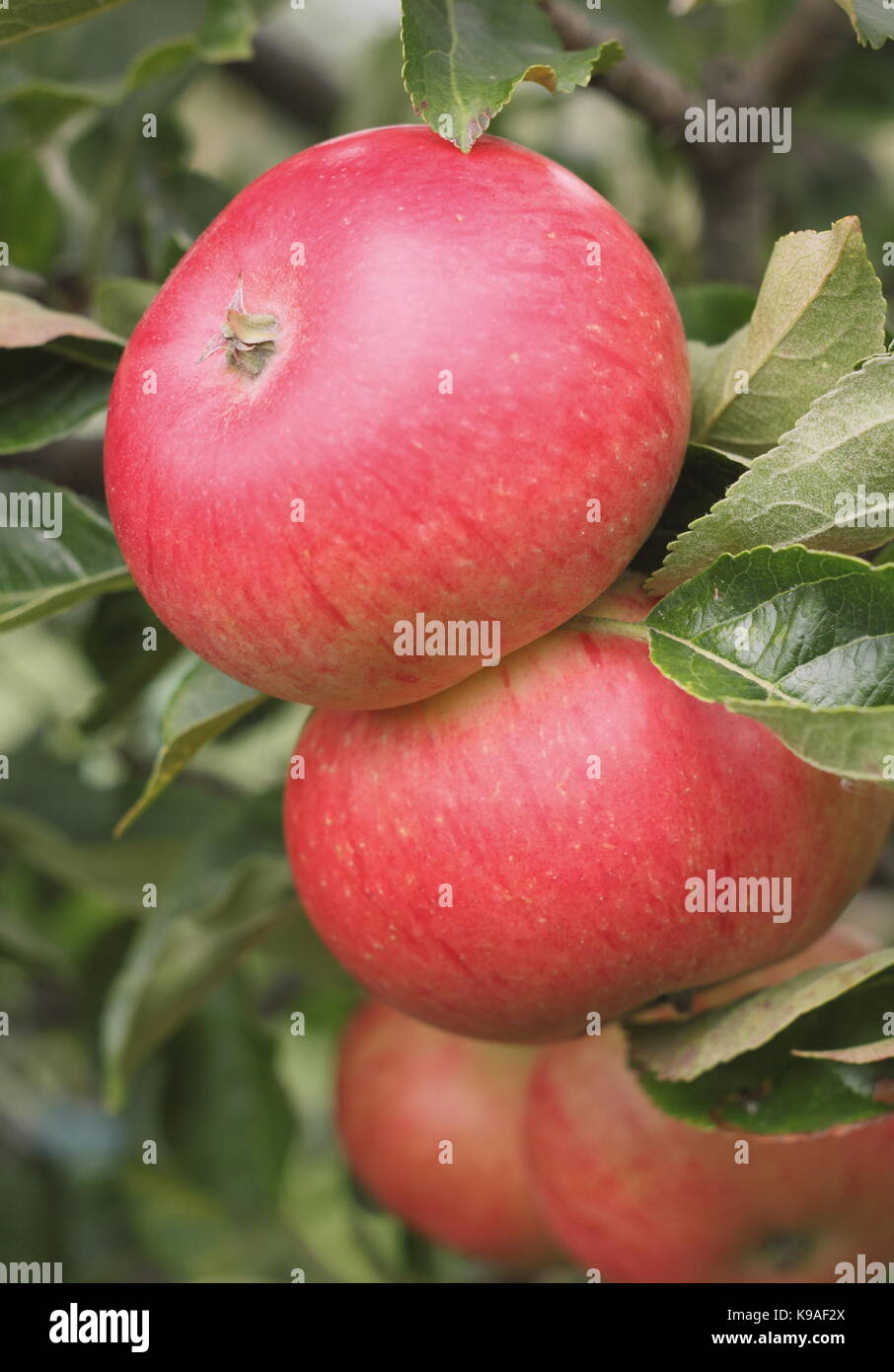 Malus Domestica 'Discovery' Äpfel auf dem Zweig im Spätsommer in einem Englischen Garten Stockfoto