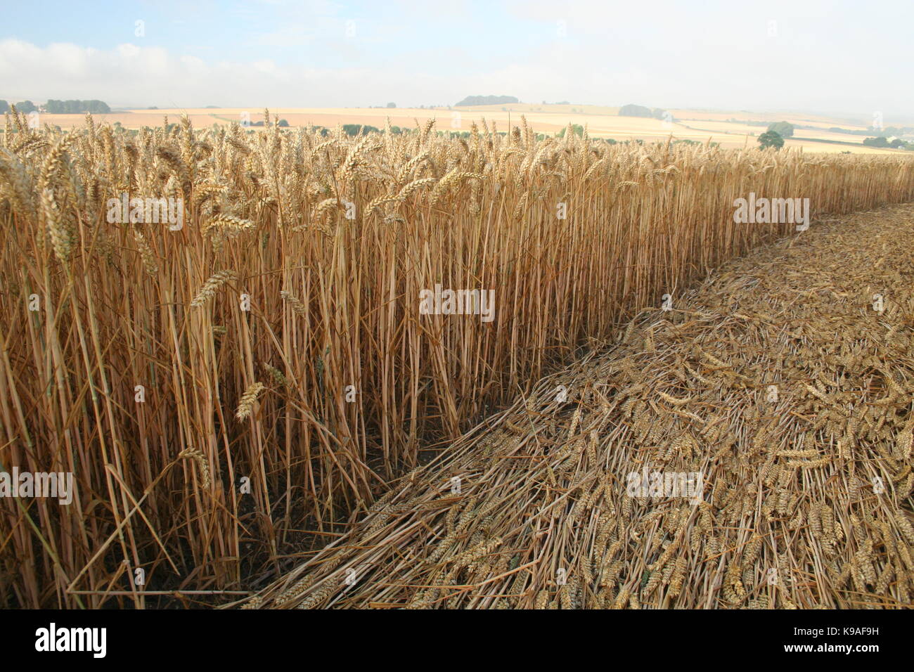 In der Nähe des Crop Circle in abgeflachten Weizen oder Gerste in Wiltshire Felder Stockfoto