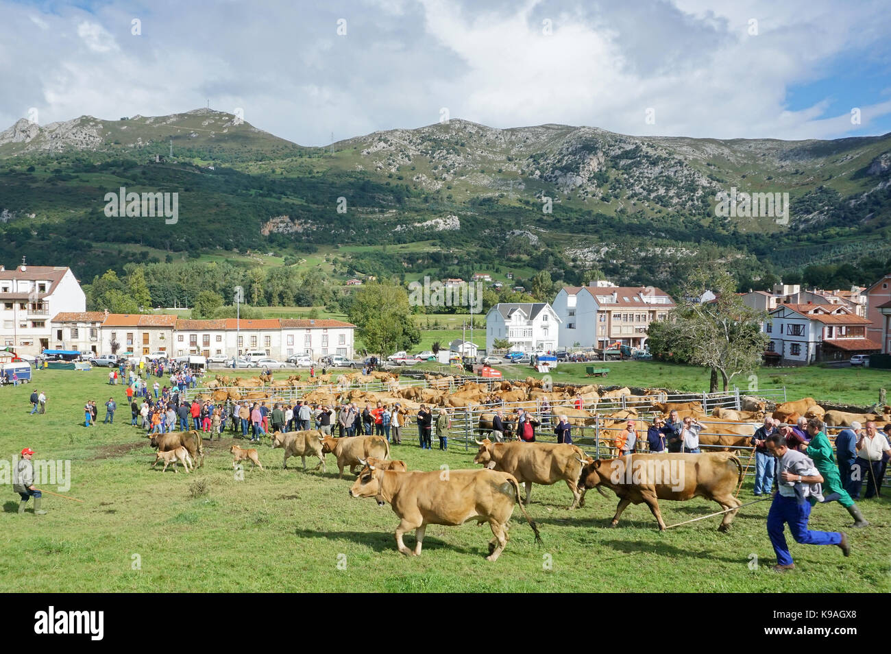 Live Stock und Catlle Markt in der Stadt Bereiche in Asturien Spanien Stockfoto