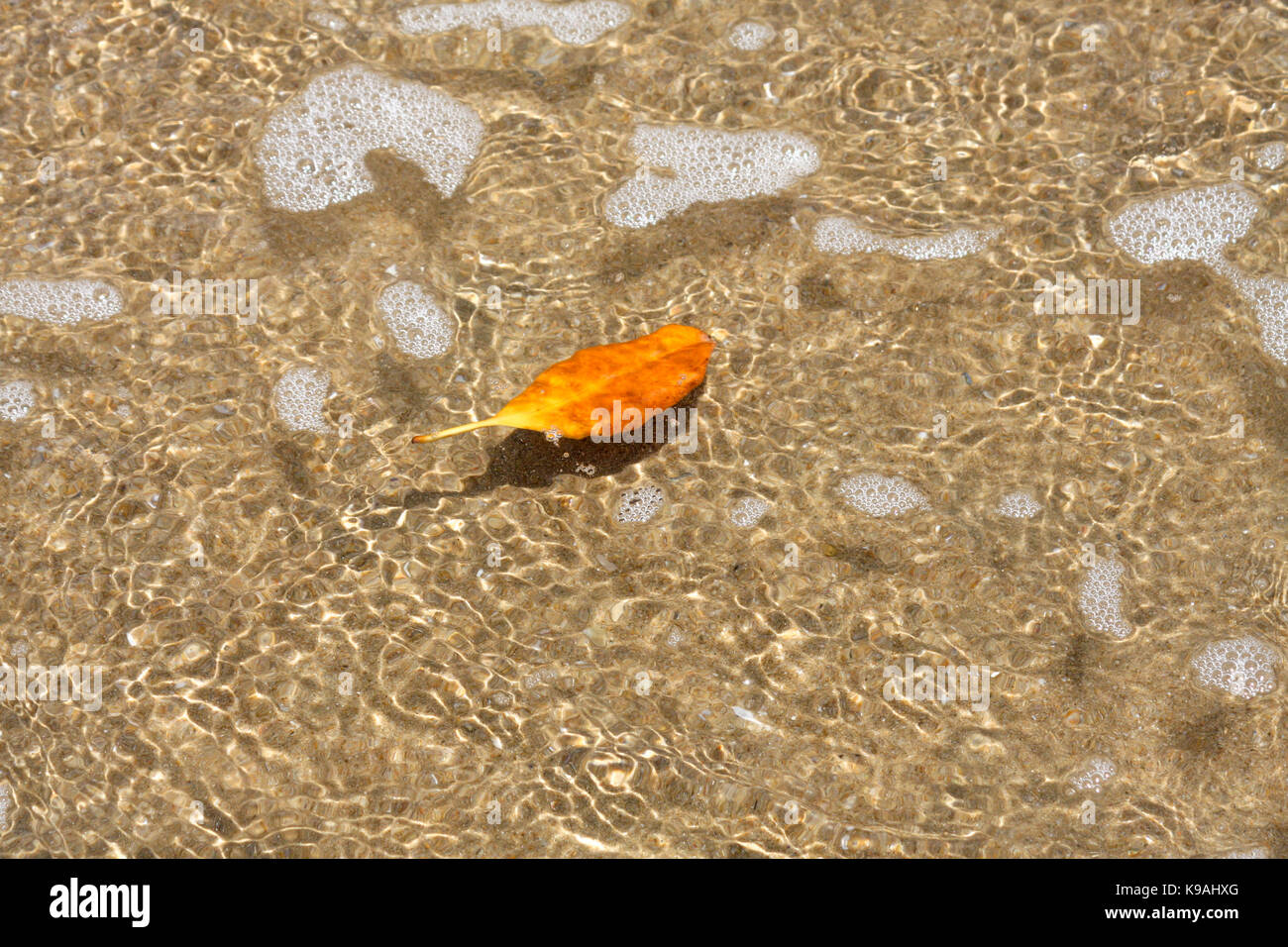 Eine bunte orange Blatt schwebt im seichten Wasser an der Laune der Gezeiten. Stockfoto