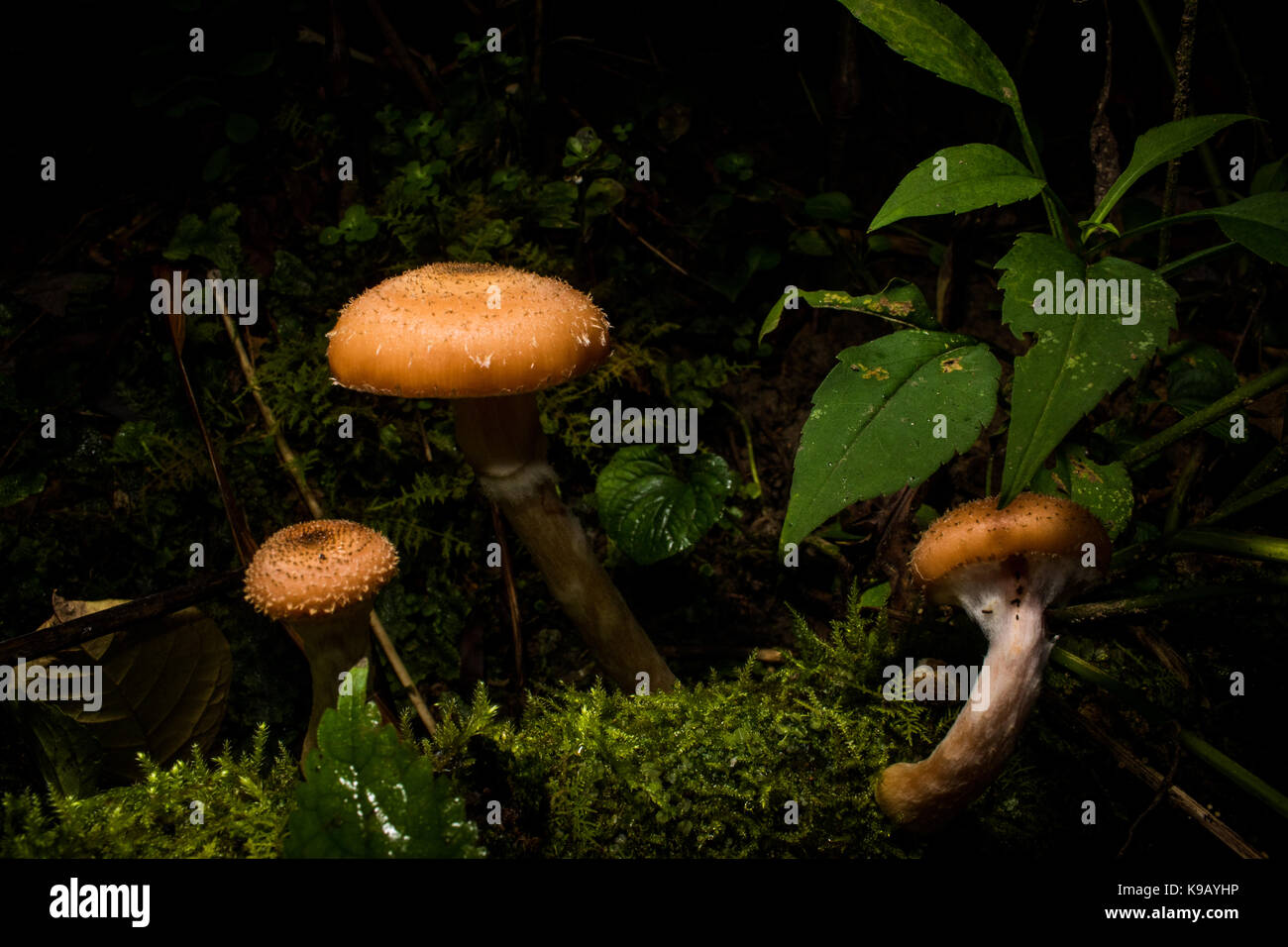 Pilze wachsen auf den Wald. Stockfoto