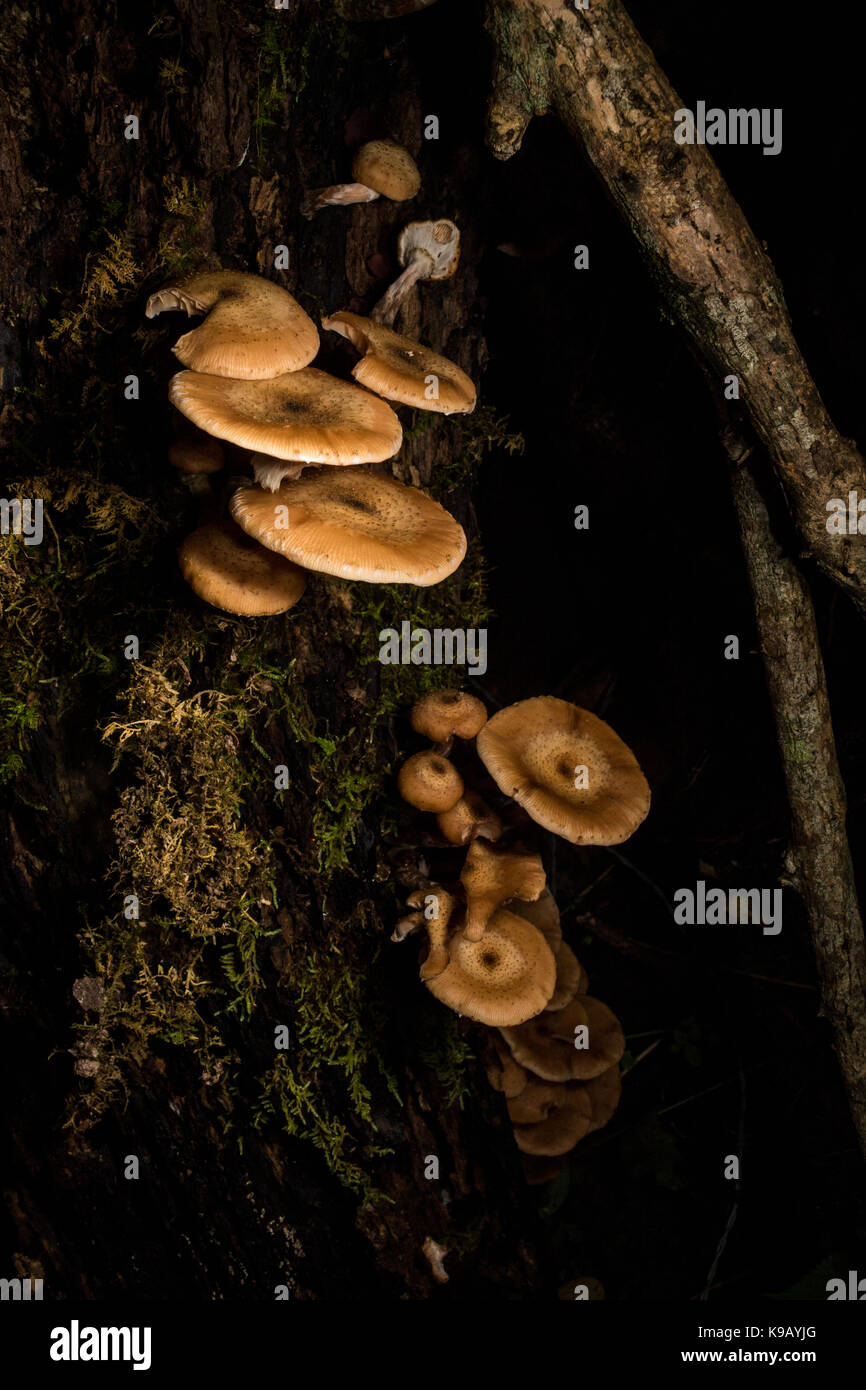 Pilze wachsen auf den Wald. Stockfoto