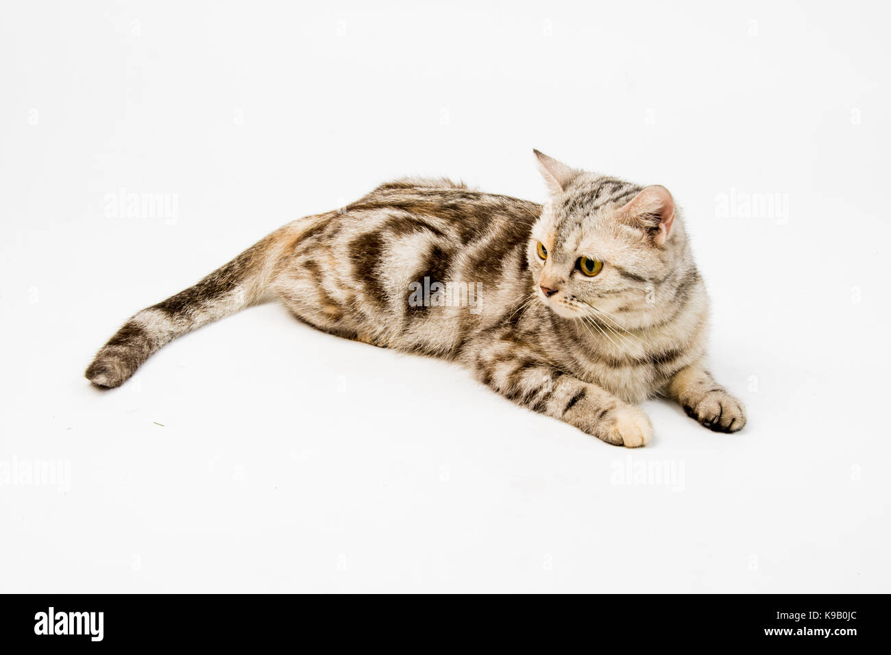 Cute American Shorthair Katze auf weißem Hintergrund Stockfoto