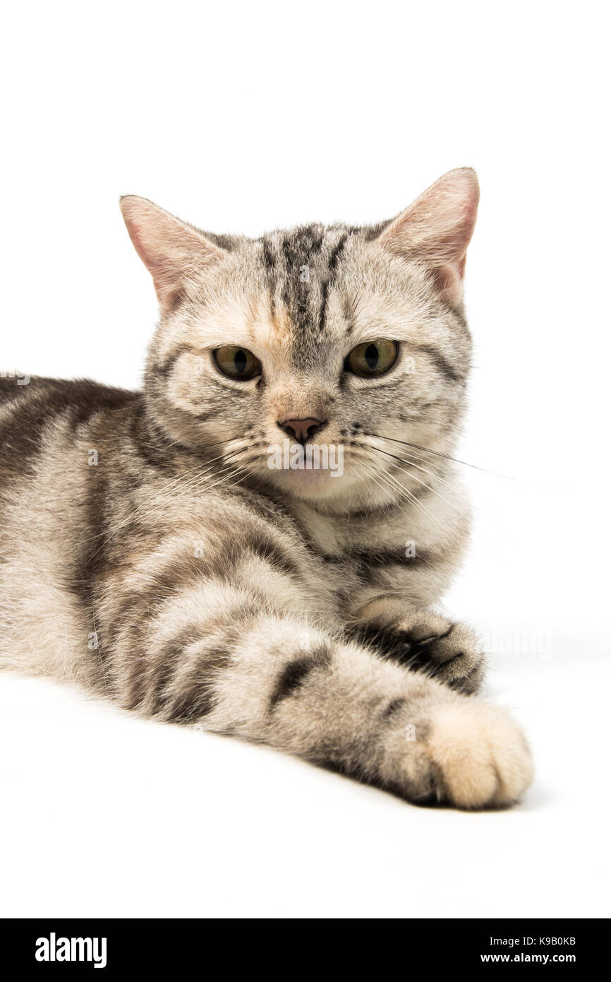 Cute American Shorthair Katze auf weißem Hintergrund Stockfoto