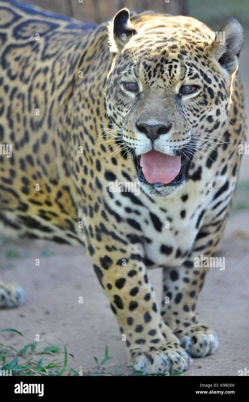 Jaguar (Panthera onca), größter südamerikanischer Fleischfresser Stockfoto