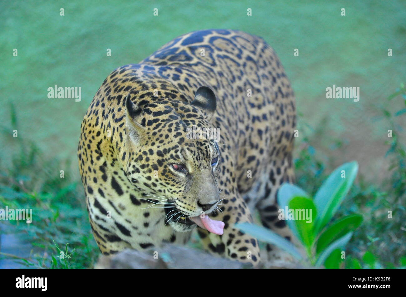 Jaguar (Panthera onca), größter südamerikanischer Fleischfresser Stockfoto