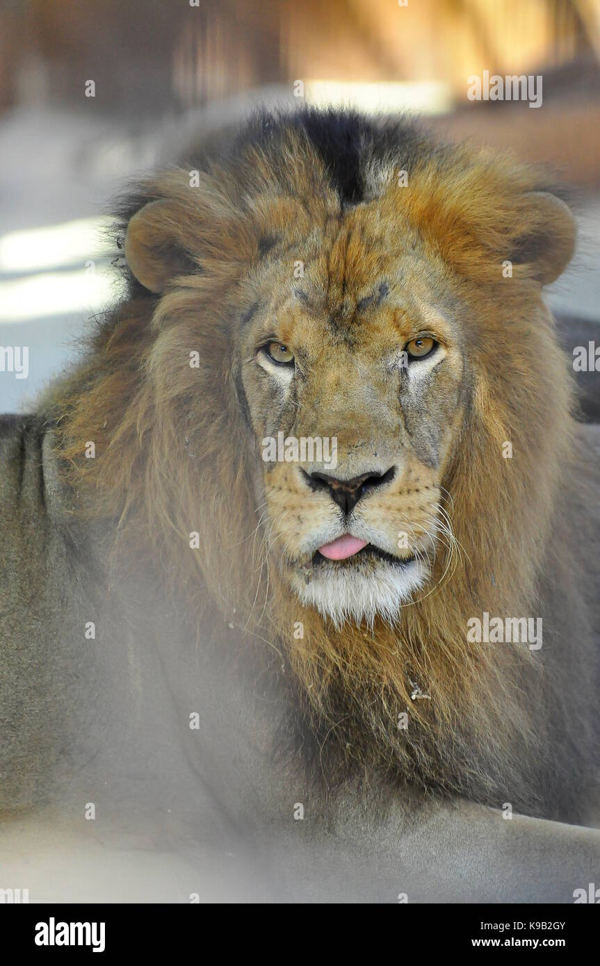 Löwe (Panthera leo) aus der Nähe, größter afrikanischer Fleischfresser Stockfoto