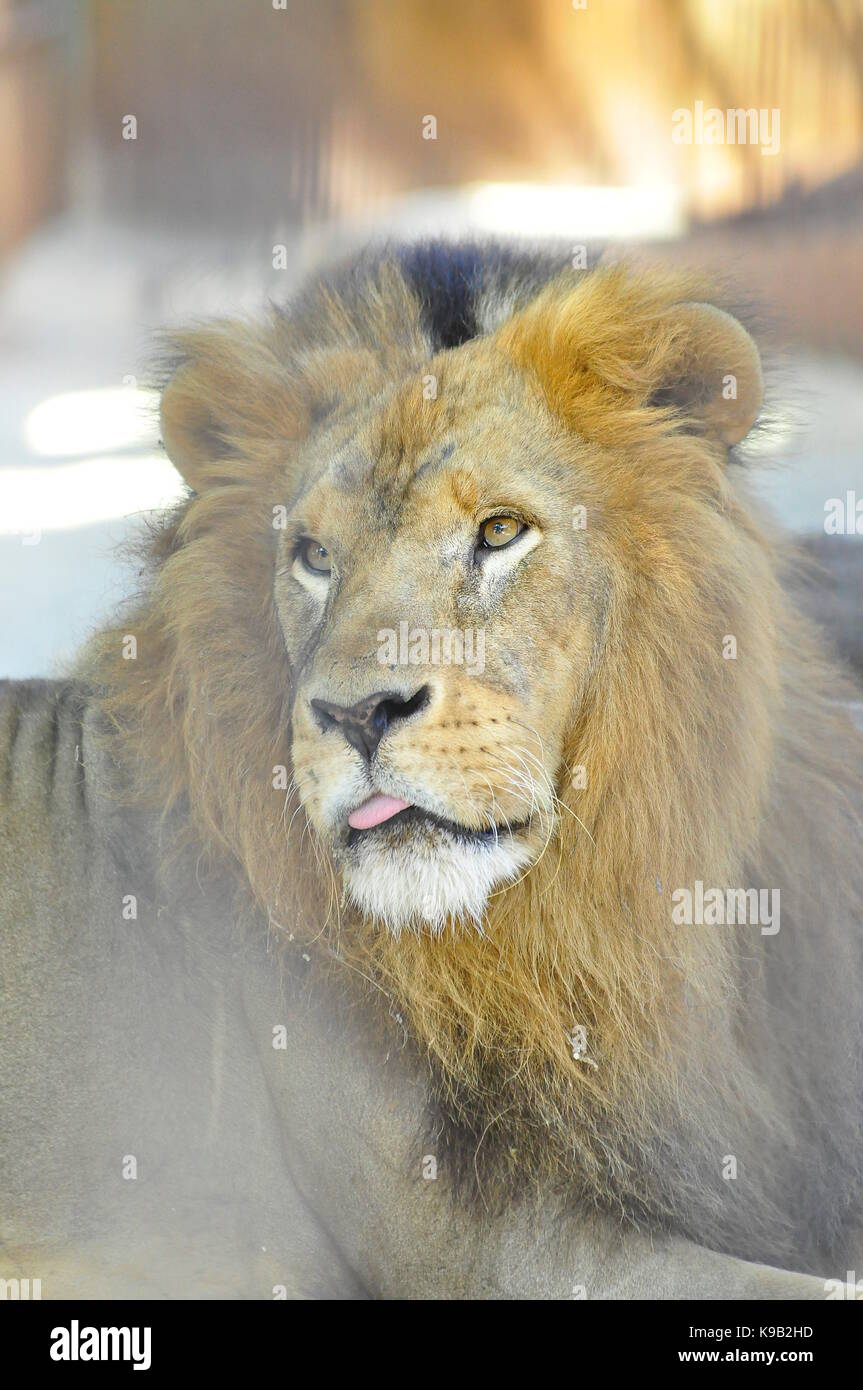 Löwe (Panthera leo) aus der Nähe, größter afrikanischer Fleischfresser Stockfoto