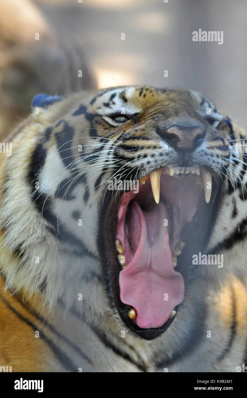 Tiger hautnah, größte Katze der Welt Stockfoto