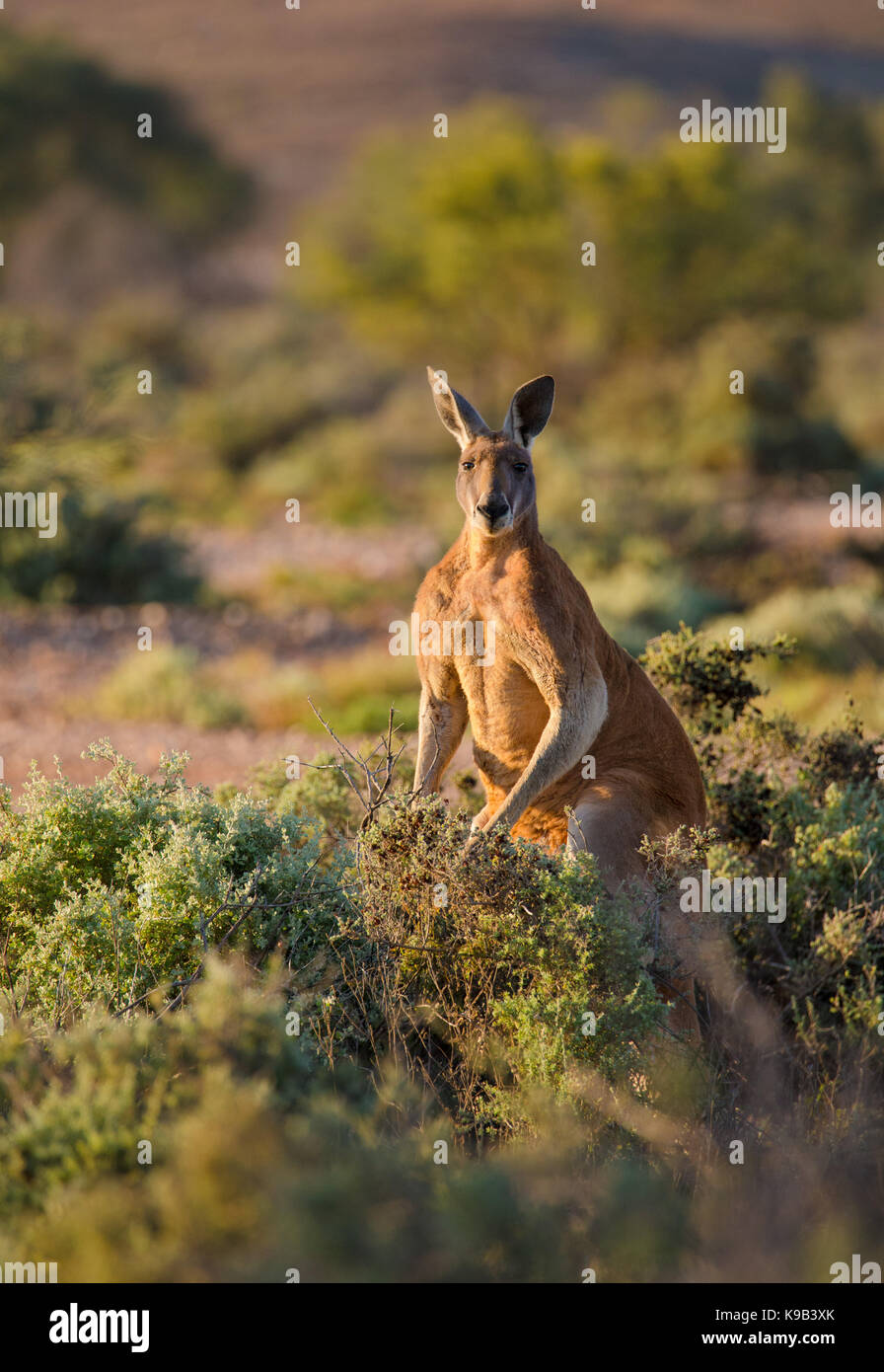 Männliche rote Känguru (Macropus rufus), Sturt National Park, Outback NSW, Australien Stockfoto