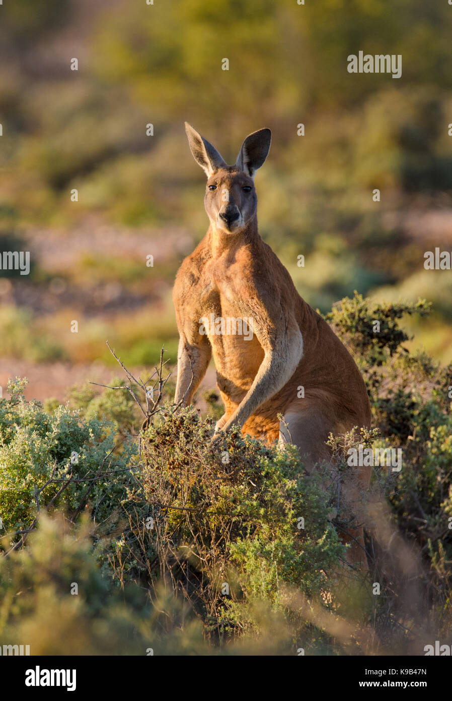 Männliche rote Känguru (Macropus rufus), Sturt National Park, Outback NSW, Australien Stockfoto