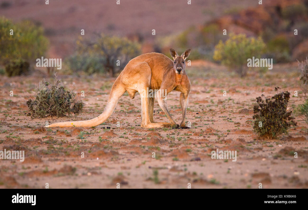 Männliche rote Känguru (Macropus rufus), Sturt National Park, Outback NSW, Australien Stockfoto