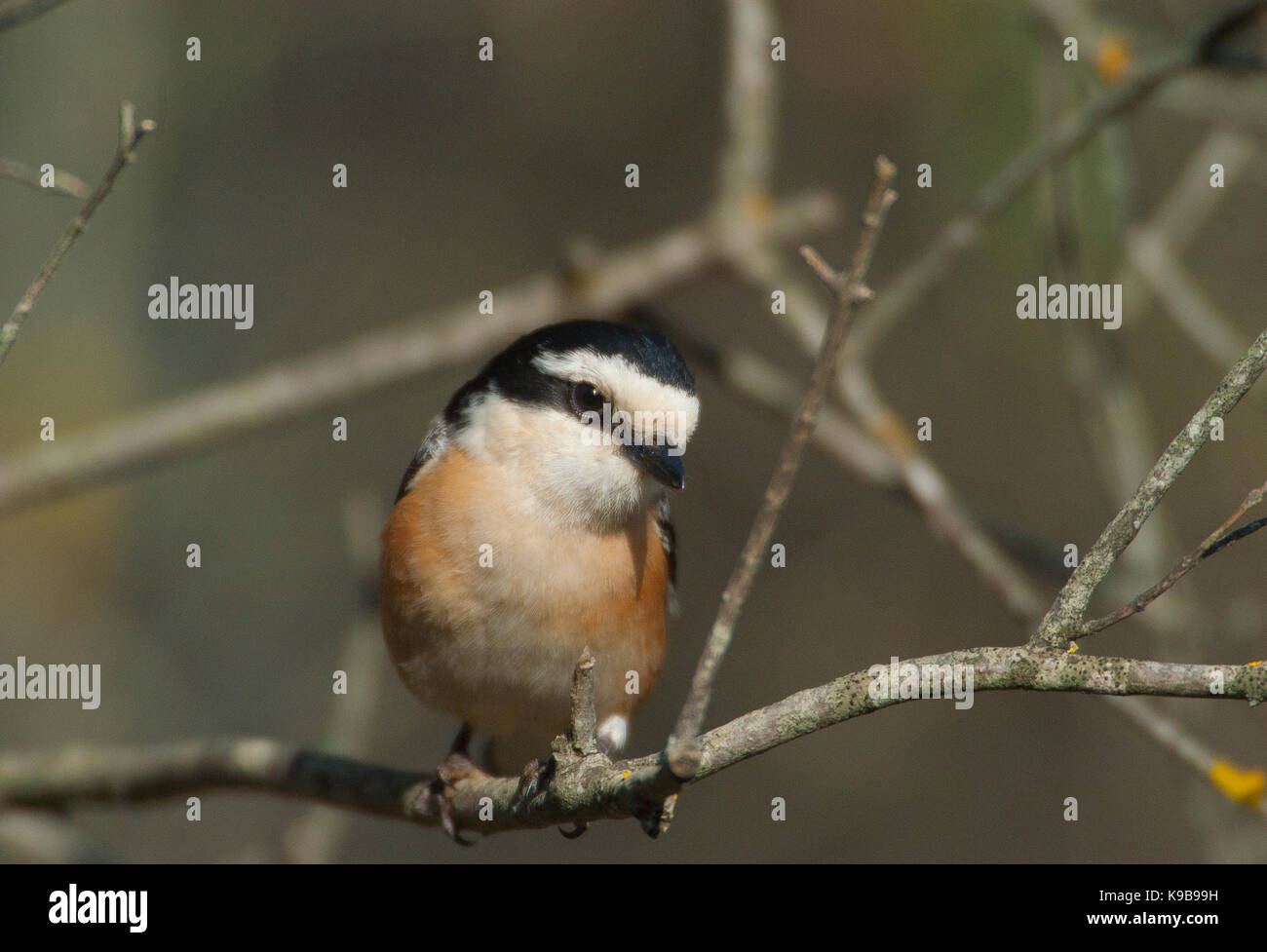 Maskierte shrike Lanius nubicus auch Metzger Vogel auf dem Territorium im Olivenhain der Türkei genannt Stockfoto