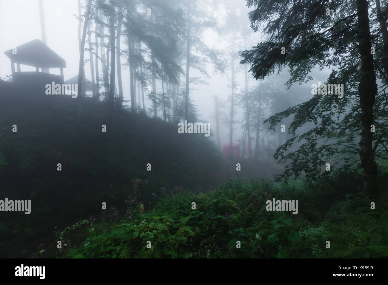 Tiefen Nebel im Pinienwald und Stockfoto