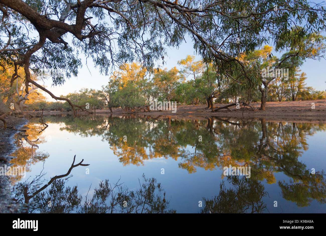 Abenddämmerung Reflexionen von Eukalyptusbäumen (Eukalyptus) um eine Billabong im Outback Queensland, Australien Stockfoto