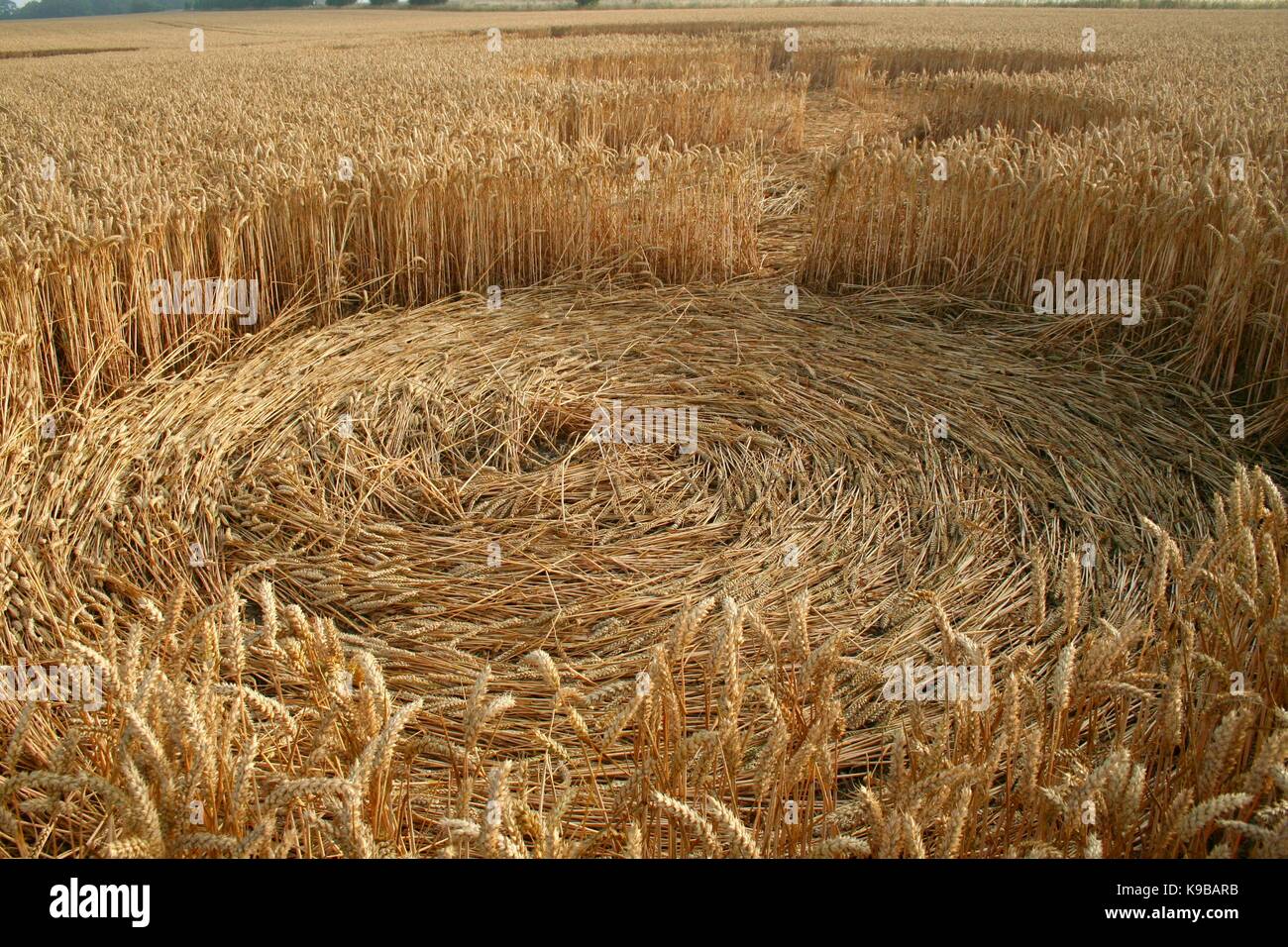 In der Nähe des Crop Circle in abgeflachten Weizen oder Gerste in Wiltshire Felder Stockfoto