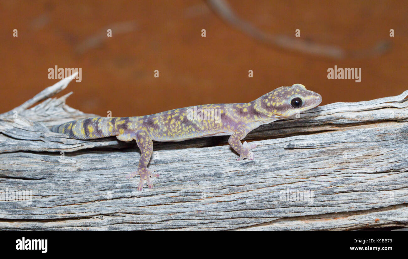 Marmorierte samt Gecko (Oedura marmorata), Queensland, Australien Stockfoto