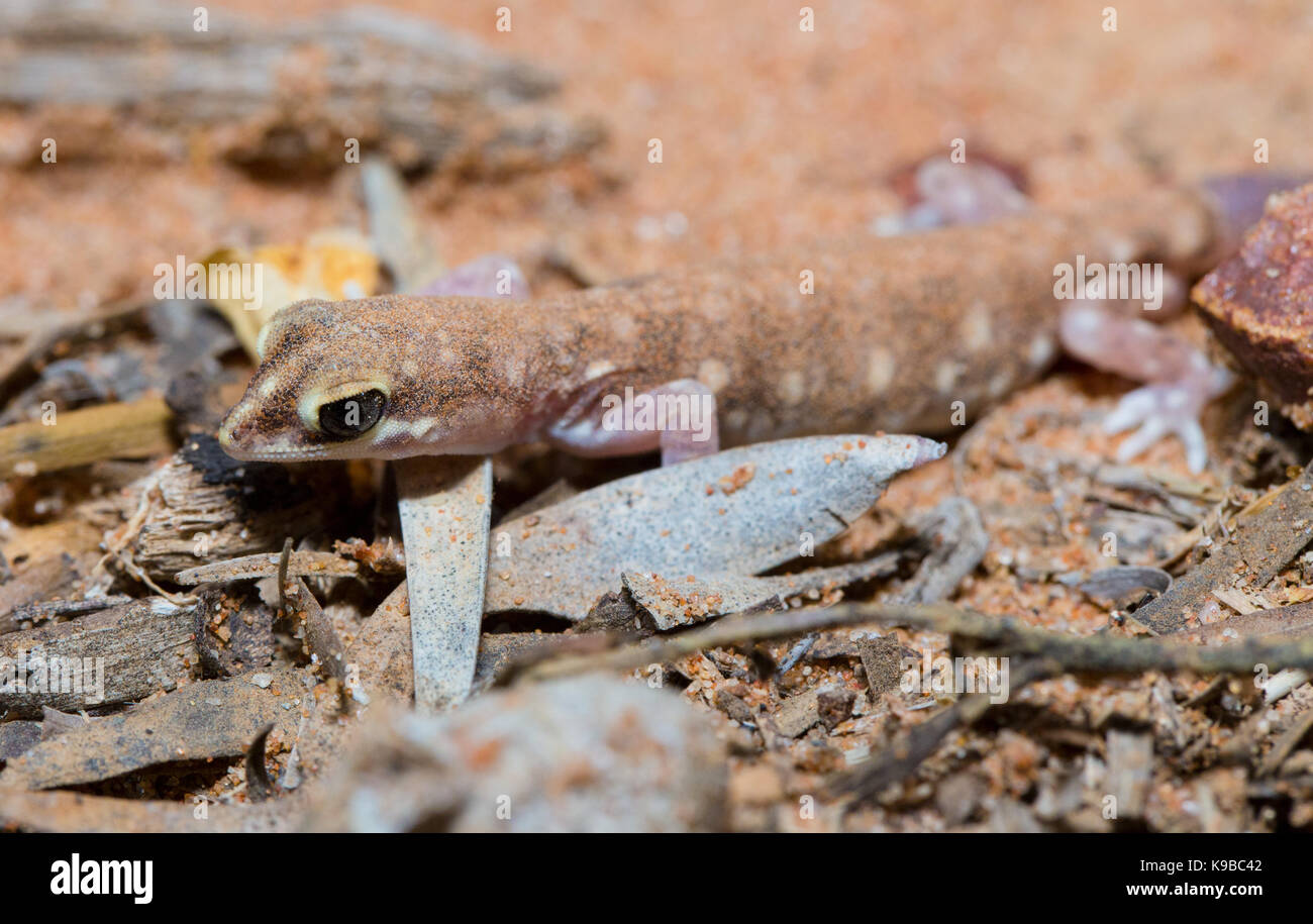 Beaked Gecko (Rhynchoedura ormsbyi), Queensland, Australien Stockfoto