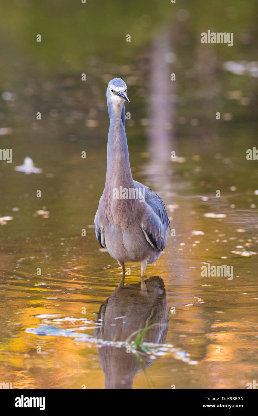 Weiß - in einem Fluss in der Dämmerung konfrontiert Heron (Egretta novaehollandiae), Royal National Park, NSW, Australien Stockfoto