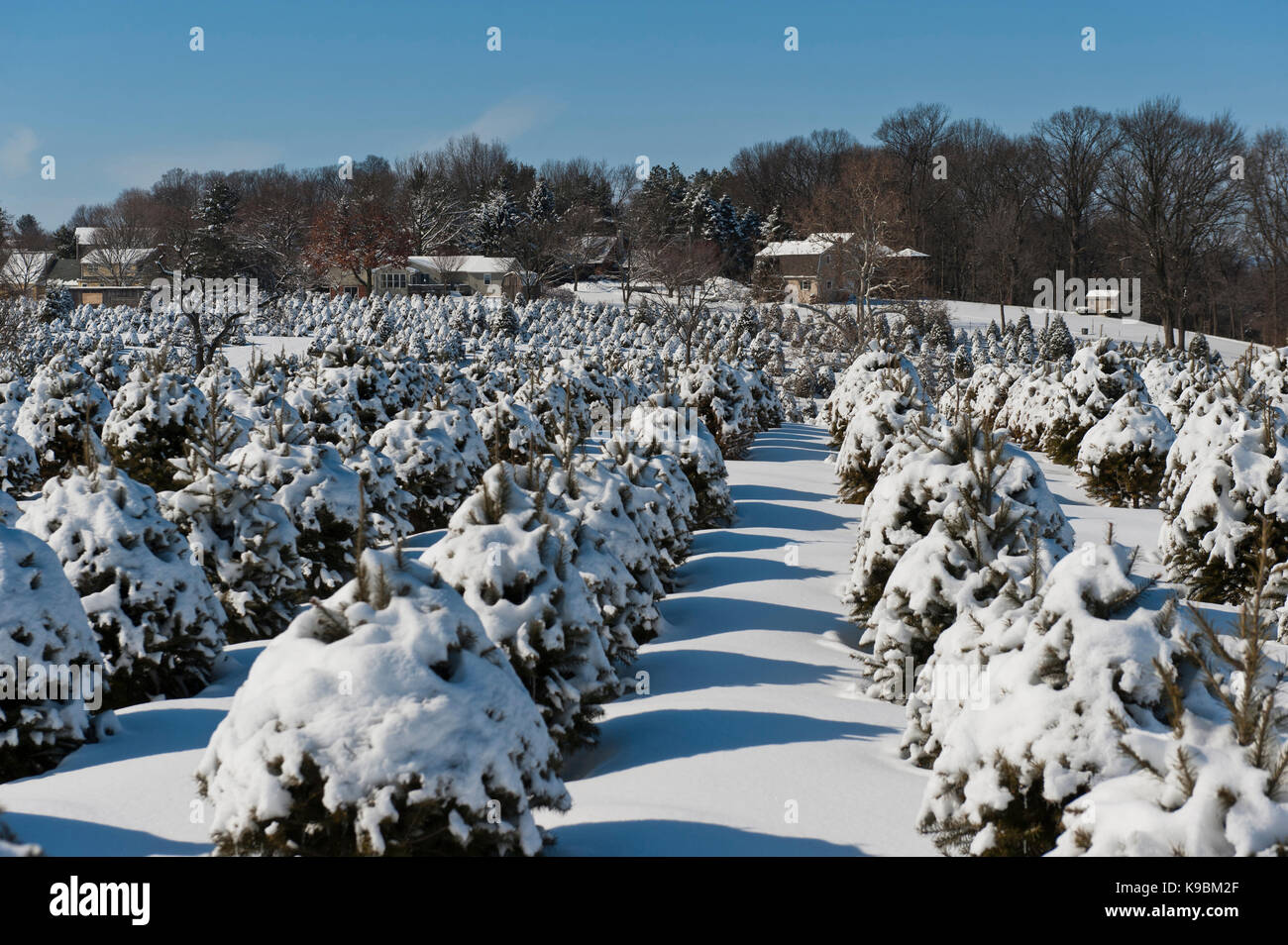Schnee bedeckt WEIHNACHTSBÄUME, LANCASTER PENNSYLVANIA Stockfoto