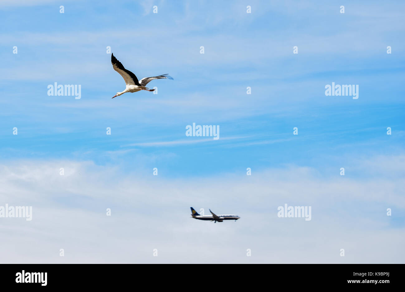 Ein Weißstorch, Ciconia ciconia, Migration über die Maltesischen Inseln. Vogel ist im Flug mit Ryanair Flugzeug im Hintergrund in die entgegengesetzte Richtung. Stockfoto