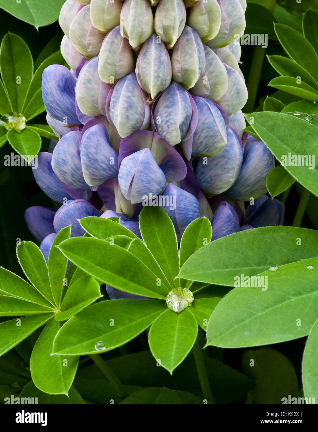 Nahaufnahme der eine Blaue Lupine flower Stockfoto