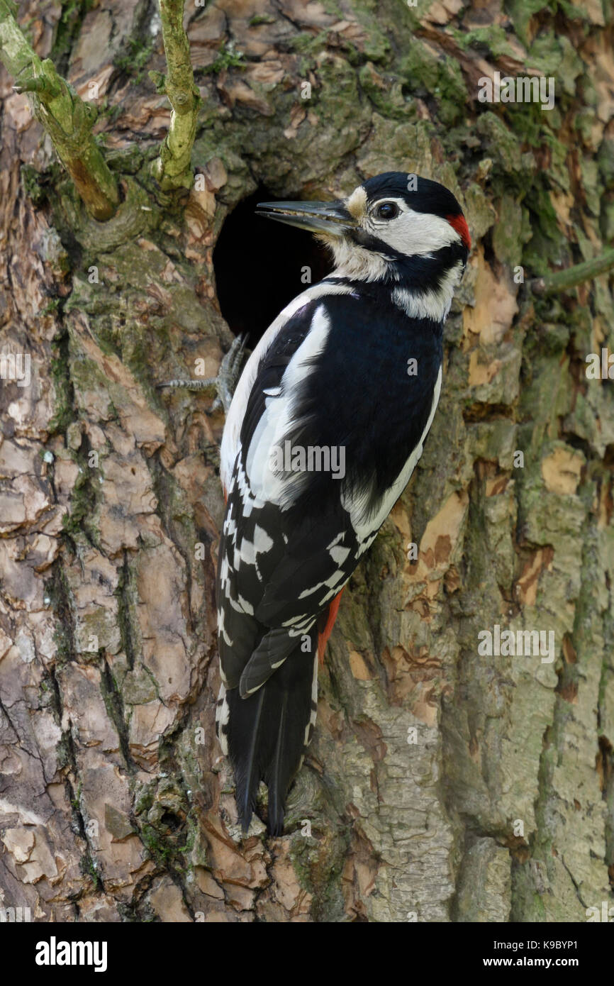 Größere / Buntspecht / Buntspecht (Dendrocopos major) Fütterung junges Küken im Nest hole, Europa. Stockfoto