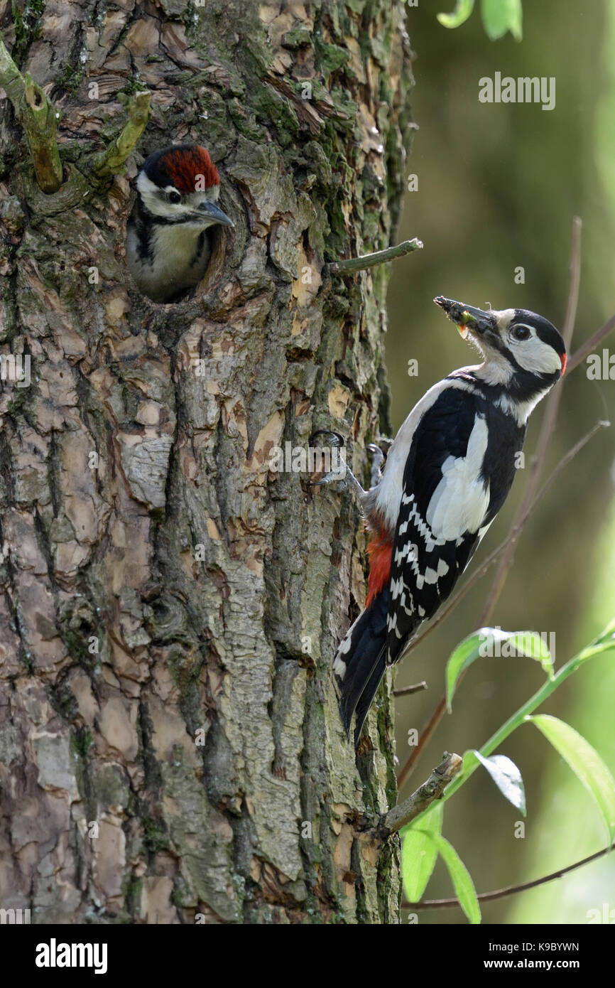 Größere / Buntspecht / Buntspecht (Dendrocopos major) im Nest Loch im Vorgriff auf die Fütterung männlichen, jungen. Stockfoto