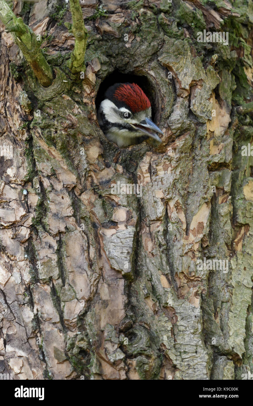 Größere / Buntspecht / Buntspecht (Dendrocopos major), juvenile, Küken, aus dem Nest hole, Europa suchen. Stockfoto