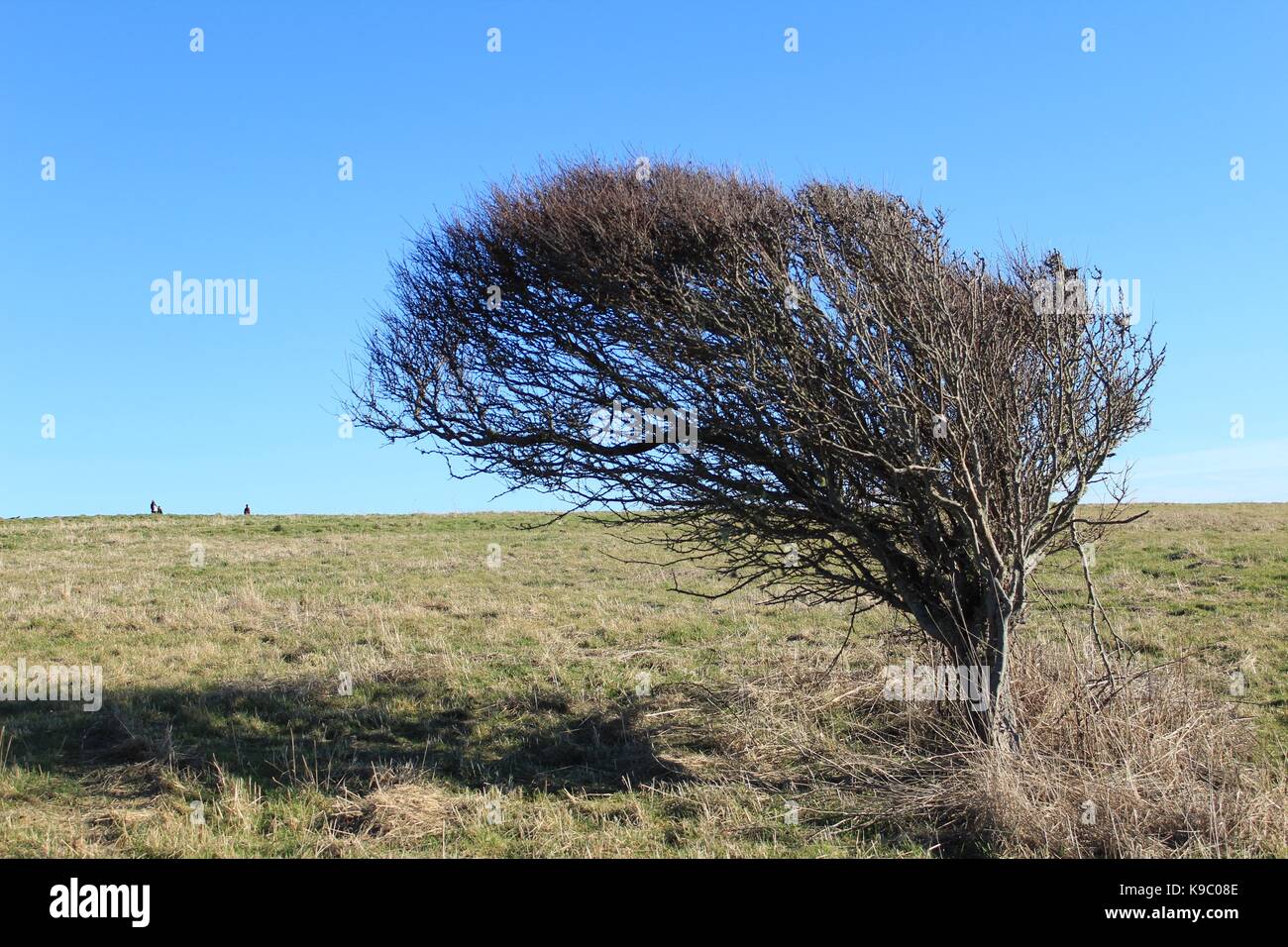 Seite gefegt Baum Stockfoto